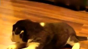 安娜飞翔搞笑,笑翻天的奇幻冒险之旅